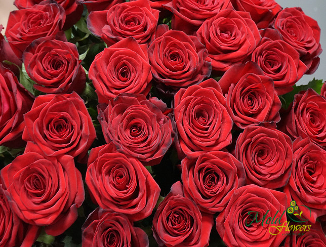 51 Trandafiri roșii olandezi 50-60 cm foto
